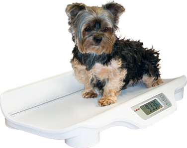 Scale, Rice Lake VS-11 Dual Range 0-22lb x 0.2oz, 22-44lb x 0.5oz (0-10kg x 0.005kg, 10-20kg x 0.01kg) with 120V AC Adapter and 4 AA size Alakaline batteries and measuring tape