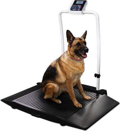 Scale, Rice Lake VS-35 1000lb(450kg) x 0.2lb(100g) with (2) 9.25in. Ramps includes 6 AA size Alkaline batteries # 204404