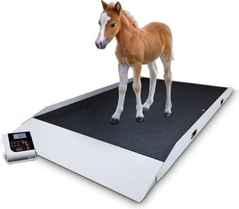 Scale, Rice Lake VS-40 1000lb(450kg) x 0.2lb(100g) with (2) ramps includes 6 AA size Alkaline batteries